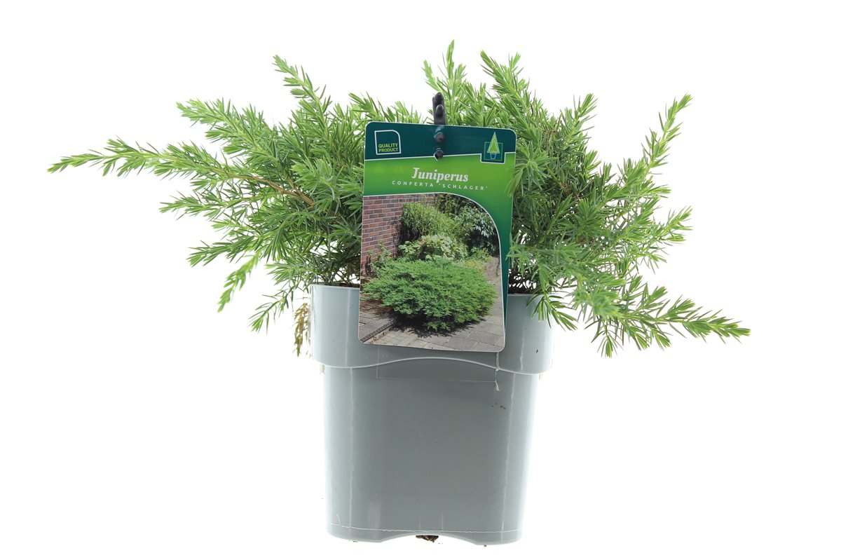 Можжевельник прибрежный Шлагер